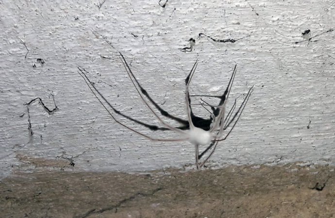 Hunderte solcher Spinnen-Leichen hängen an der Kellerdecke.  