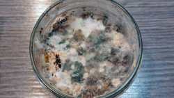 Im Pilzzucht-Glas des wilden Austernseitlings hat sich Grünschimmel eingeschlichen