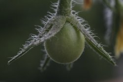 Tomate Balkonzauber, Lycopersicon esculentum