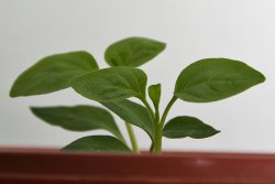 Chilipflanze guckt nach zwei Wochen über den Topfrand - 1