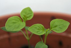 Chilipflanze rund zwei Wochen nach dem Umtopfen -4